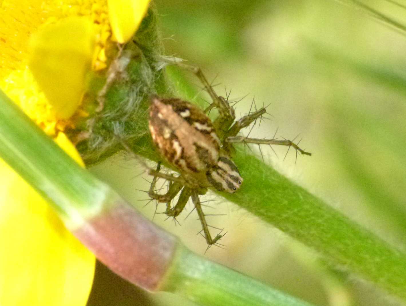 Oxyopes sp.; un maschio e una femmina